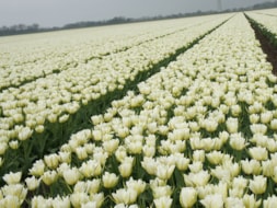 Exotic-Emperor-2